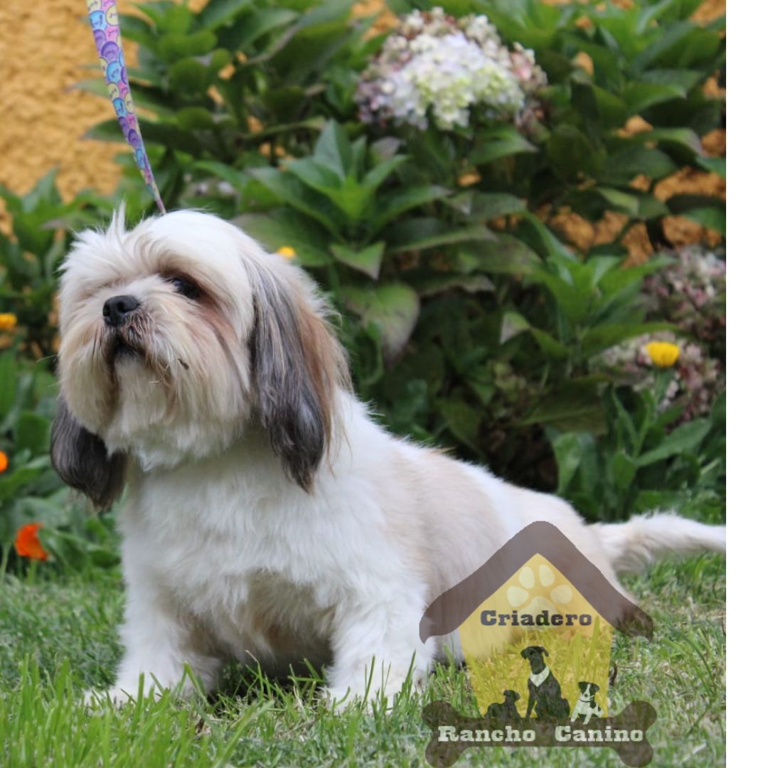 Cachorros en venta Bogotá
